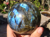 Polished  Flashy Labradorite Sphere With Rosewood Stand  x 2 From Tulear, Madagascar