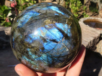 Polished  Flashy Labradorite Sphere With Rosewood Stand  x 2 From Tulear, Madagascar