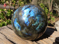 Polished  Flashy Labradorite Sphere With Rosewood Stand  x 2 From Tulear, Madagascar