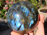 Polished  Flashy Labradorite Sphere With Rosewood Stand  x 2 From Tulear, Madagascar