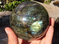 Polished  Flashy Labradorite Sphere With Rosewood Stand  x 2 From Tulear, Madagascar