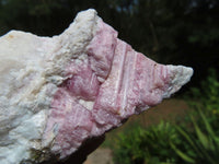 Natural Pink Tourmaline Crystals In Mica & Quartz Schist x 4 From Karibib, Namibia - TopRock