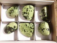 Polished Green Leopard Stone Free Forms  x 6 From Congo