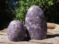 Polished Purple Lepidolite Standing Free Forms  x 5 From Madagascar - TopRock