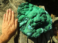 Natural Extra Large Botryoidal Malachite With Chrysocolla Specimen  x 1 From Kolwezi, Congo - Toprock Gemstones and Minerals 