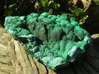 Natural Extra Large Botryoidal Malachite With Chrysocolla Specimen  x 1 From Kolwezi, Congo - Toprock Gemstones and Minerals 