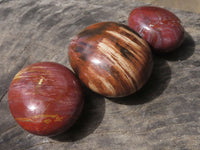 Polished Petrified Red Podocarpus Wood Palm Stones  x 14 From Madagascar - TopRock