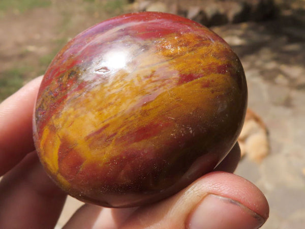 Polished Petrified Red Podocarpus Wood Palm Stones  x 14 From Madagascar - TopRock