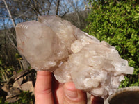 Natural Cascading Smokey Phantom Quartz Clusters x 7 From Luena, Congo