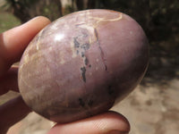 Polished Petrified Red Podocarpus Wood Palm Stones  x 14 From Madagascar - TopRock