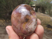 Polished Petrified Red Podocarpus Wood Palm Stones  x 14 From Madagascar - TopRock