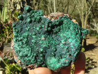 Natural Crystalline Micro Botryoidal Malachite Specimens  x 5 From Congo