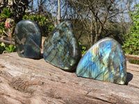 Polished Labradorite Standing Free Forms With Blue & Gold Flash  x 3 From Tulear, Madagascar - Toprock Gemstones and Minerals 