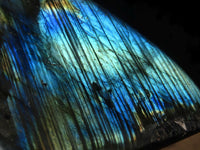 Polished Labradorite Standing Free Forms With Blue & Gold Flash  x 3 From Tulear, Madagascar - Toprock Gemstones and Minerals 