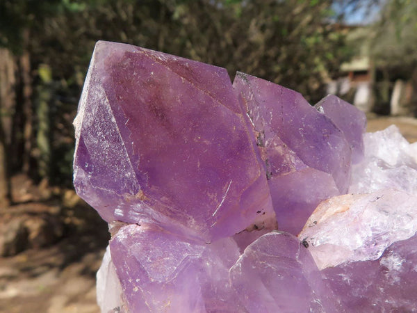 Natural Jacaranda Amethyst Crystal Specimens  x 7 From Mumbwa, Zambia - TopRock