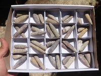 Natural Belemnite Fossil "Bullets" x 40 From Maintirano, Madagascar - TopRock