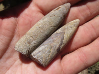 Natural Belemnite Fossil "Bullets" x 40 From Maintirano, Madagascar - TopRock