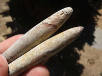 Natural Belemnite Fossil "Bullets" x 40 From Maintirano, Madagascar - TopRock