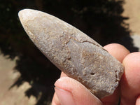 Natural Belemnite Fossil "Bullets" x 40 From Maintirano, Madagascar - TopRock