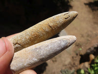 Natural Belemnite Fossil "Bullets" x 40 From Maintirano, Madagascar - TopRock