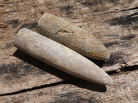 Natural Belemnite Fossil "Bullets" x 40 From Maintirano, Madagascar - TopRock