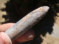 Natural Belemnite Fossil "Bullets" x 40 From Maintirano, Madagascar - TopRock