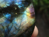 Polished Flashy Labradorite Palm Stones  x 12 From Tulear, Madagascar - TopRock