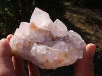 Natural White Cactus Flower Spirit Quartz Specimens  x 4 From Boekenhouthoek, South Africa - Toprock Gemstones and Minerals 