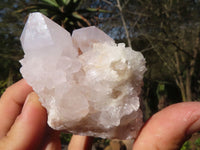 Natural White Cactus Flower Spirit Quartz Specimens  x 4 From Boekenhouthoek, South Africa - Toprock Gemstones and Minerals 