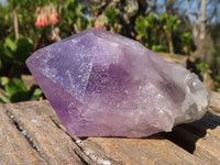 Natural Jacaranda Amethyst Crystals  x 12 From Mumbwa, Zambia - Toprock Gemstones and Minerals 