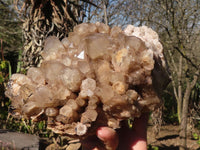 Natural Cascading Smokey Phantom Quartz Cluster x 1 From Luena, Congo