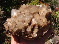 Natural Cascading Smokey Phantom Quartz Cluster x 1 From Luena, Congo