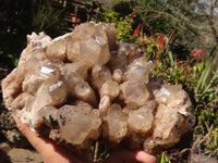 Natural Cascading Smokey Phantom Quartz Cluster x 1 From Luena, Congo