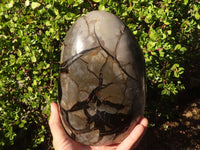 Polished Septerye Sauvage Dragons Egg Standing Free Form x 1 From Mahajanga, Madagascar