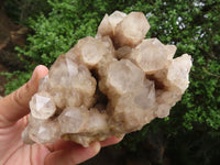 Natural White Phantom Smokey Quartz Clusters  x 2 From Luena, Congo - Toprock Gemstones and Minerals 