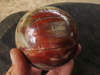 Polished Petrified Red Podocarpus Wood Spheres  x 2 From Mahajanga, Madagascar - TopRock