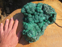 Natural Extra Large Botryoidal Malachite Specimen x 1 From Kolwezi, Congo - TopRock