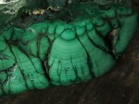 Polished Malachite Free Forms With Stunning Flower & Banding Patterns x 3 From Congo - TopRock