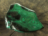 Polished Malachite Free Forms With Stunning Flower & Banding Patterns x 3 From Congo - TopRock