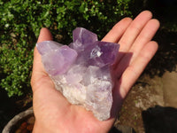 Natural Jacaranda Amethyst Clusters  x 6 From Mumbwa, Zambia - Toprock Gemstones and Minerals 