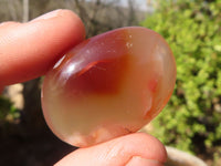 Polished Mini Ocean  Flower Agate Palm Stones  x 70 From Madagascar