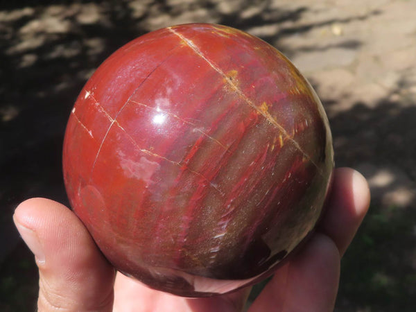 Polished Petrified Red Podocarpus Wood Spheres  x 2 From Madagascar - TopRock