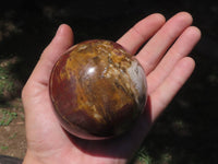 Polished Petrified Red Podocarpus Wood Spheres  x 2 From Madagascar - TopRock