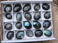 Polished Mini Labradorite Palm Stones  x 20 From Tulear, Madagascar - Toprock Gemstones and Minerals 