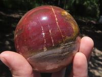 Polished Petrified Red Podocarpus Wood Spheres  x 2 From Madagascar - TopRock