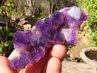 Natural Dark Amethyst Crystal Clusters x 12 From Zambia