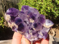 Natural Dark Amethyst Crystal Clusters x 12 From Zambia