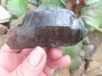 Natural Large Morion Smokey Quartz Crystals  x 6 From Mulanje, Malawi - Toprock Gemstones and Minerals 