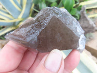 Natural Large Morion Smokey Quartz Crystals  x 6 From Mulanje, Malawi - Toprock Gemstones and Minerals 