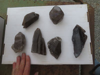 Natural Large Morion Smokey Quartz Crystals  x 6 From Mulanje, Malawi - Toprock Gemstones and Minerals 